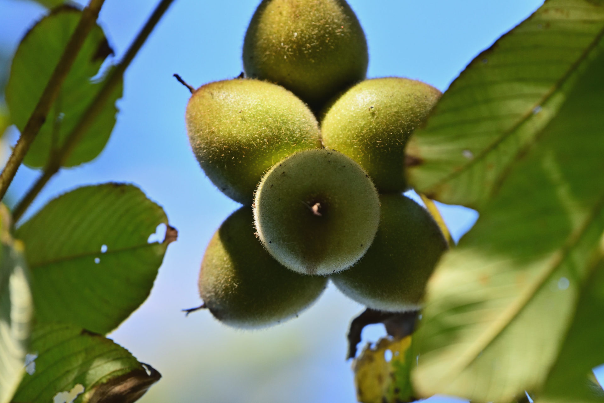 木になっているくるみ