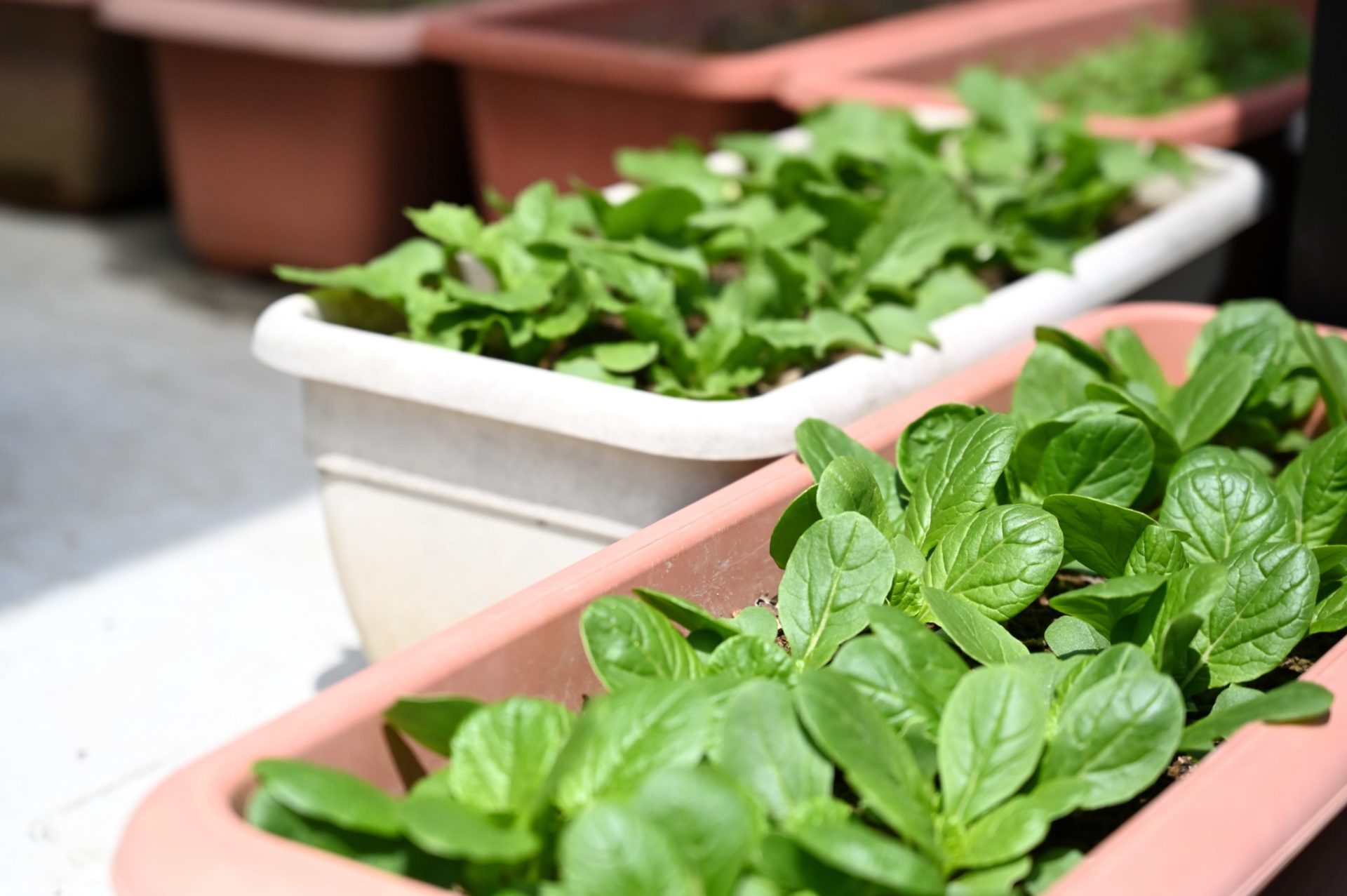 プランターに窮屈そうに生えている野菜たち