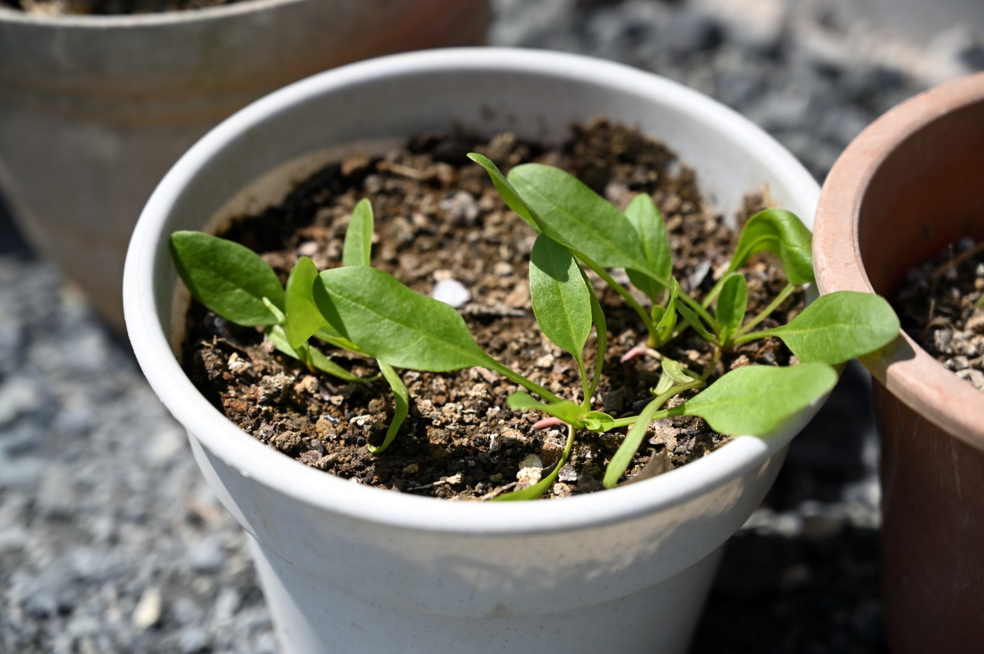 白い小さな円形プランターに小さな植物が生えている