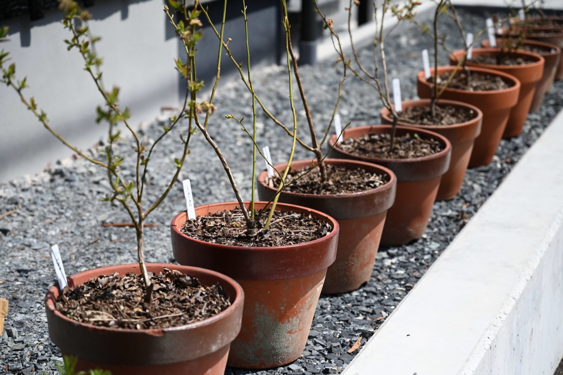 鉢植えしている複数のブルーベリーの苗木が一列に並んでいる