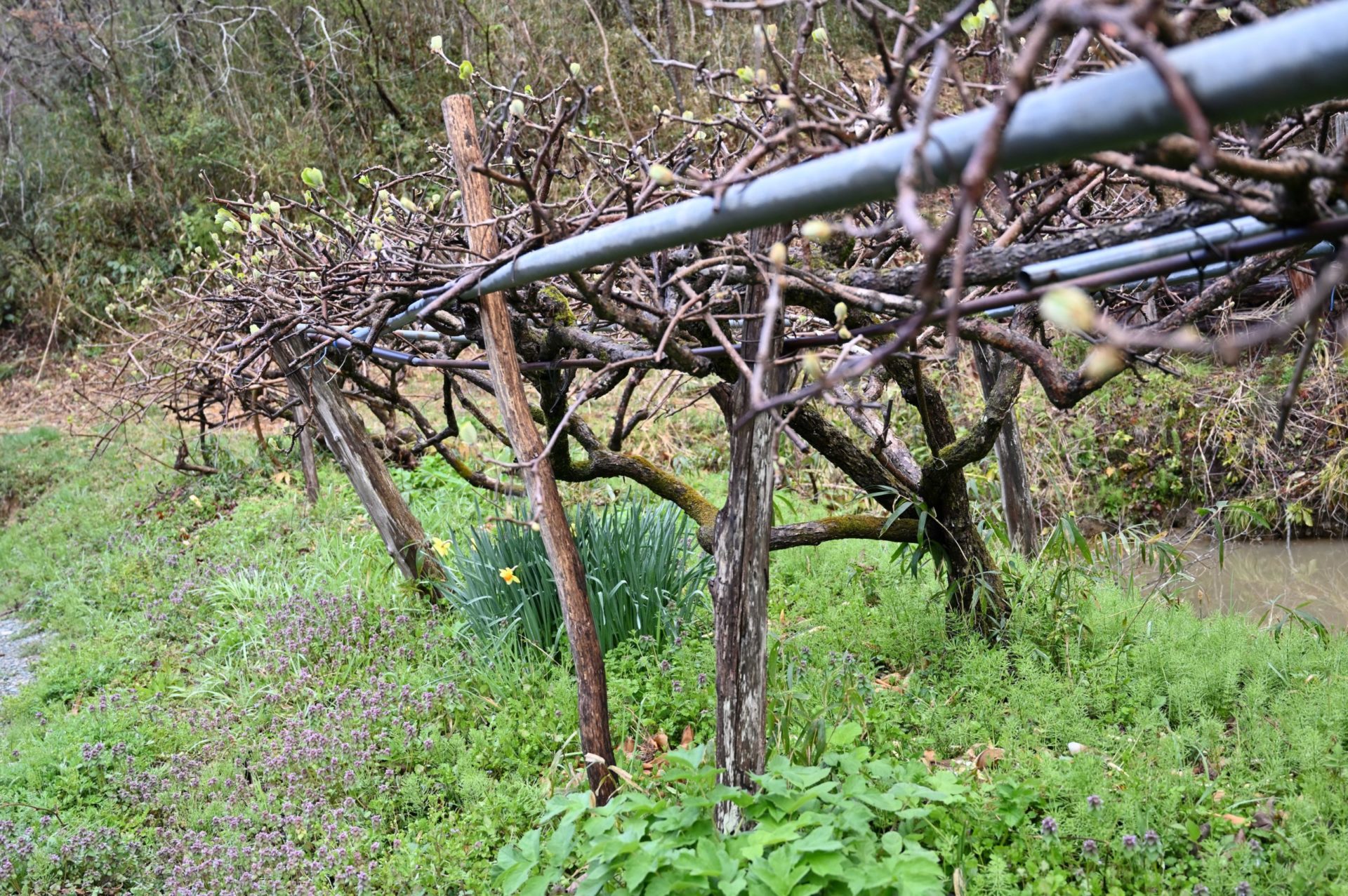 地植えしているキウイの木