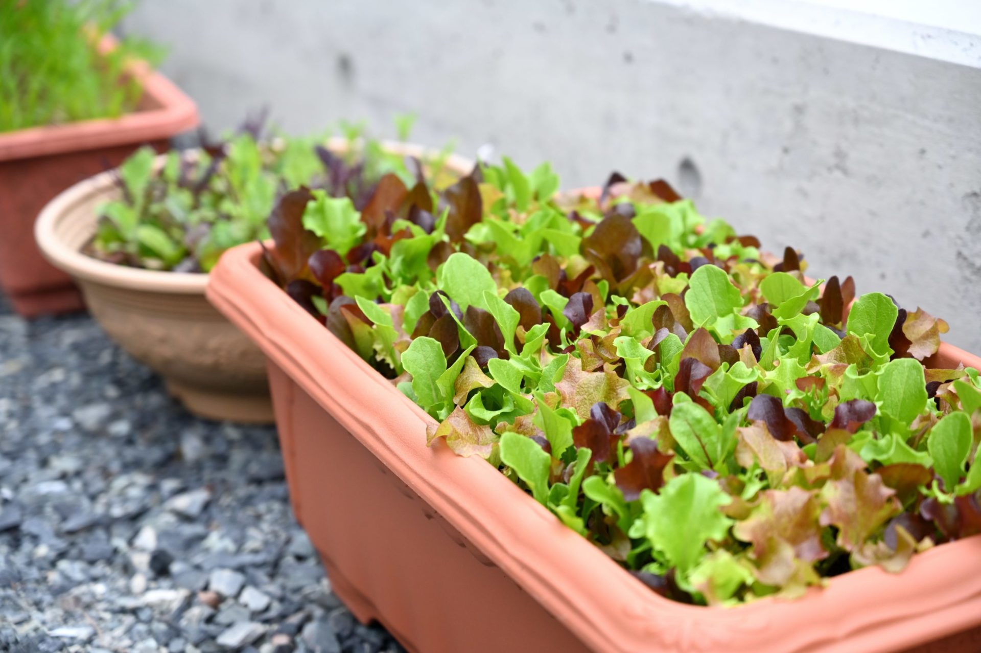 日陰に置いているプランター