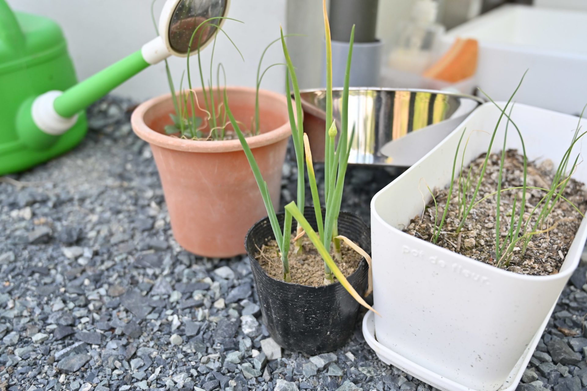 ネギが生えている3種類のプランター