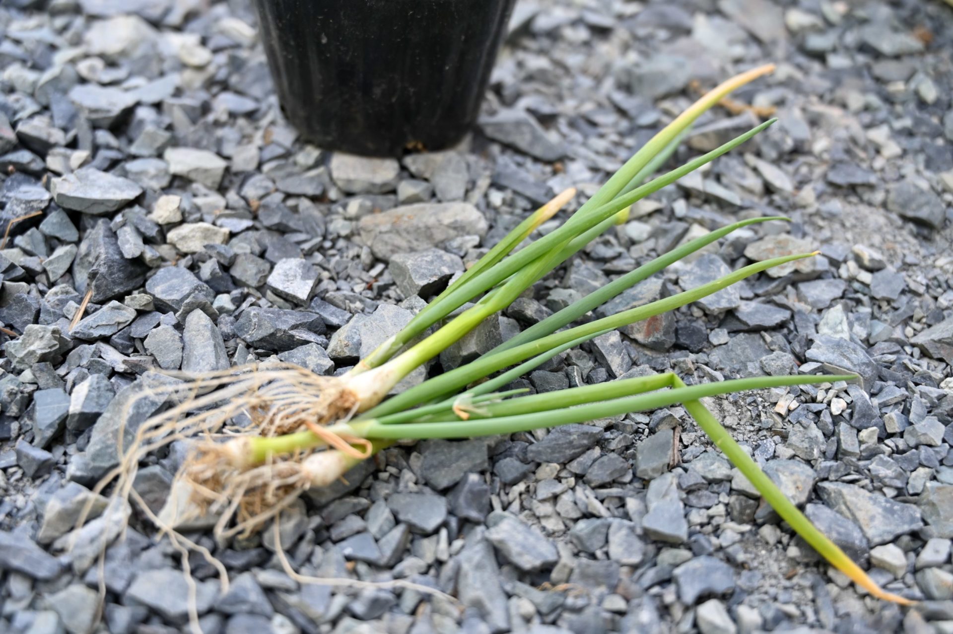 収穫して砂利の上に置いた葉ネギ