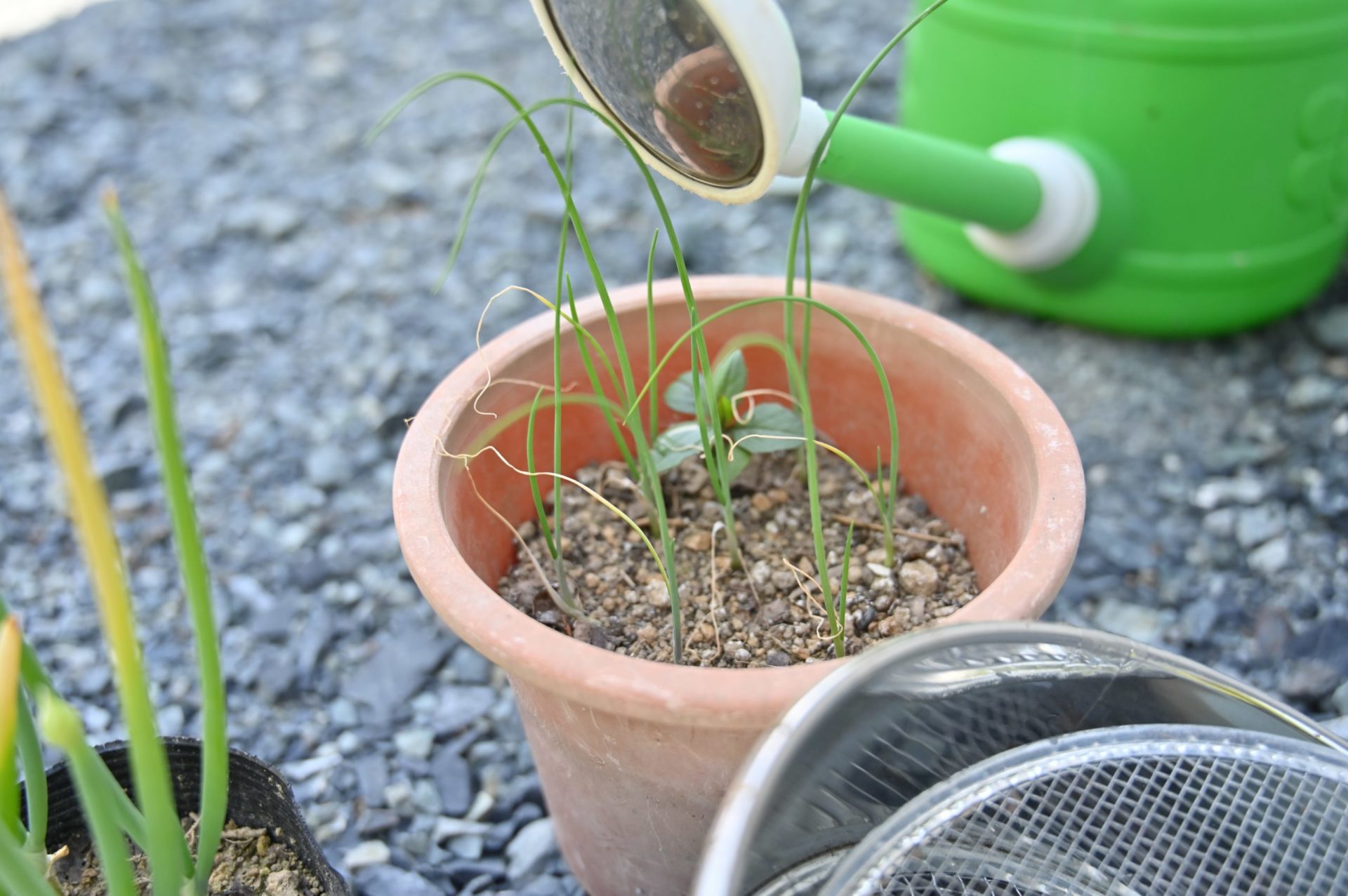 植木鉢に入った細い葉ネギ