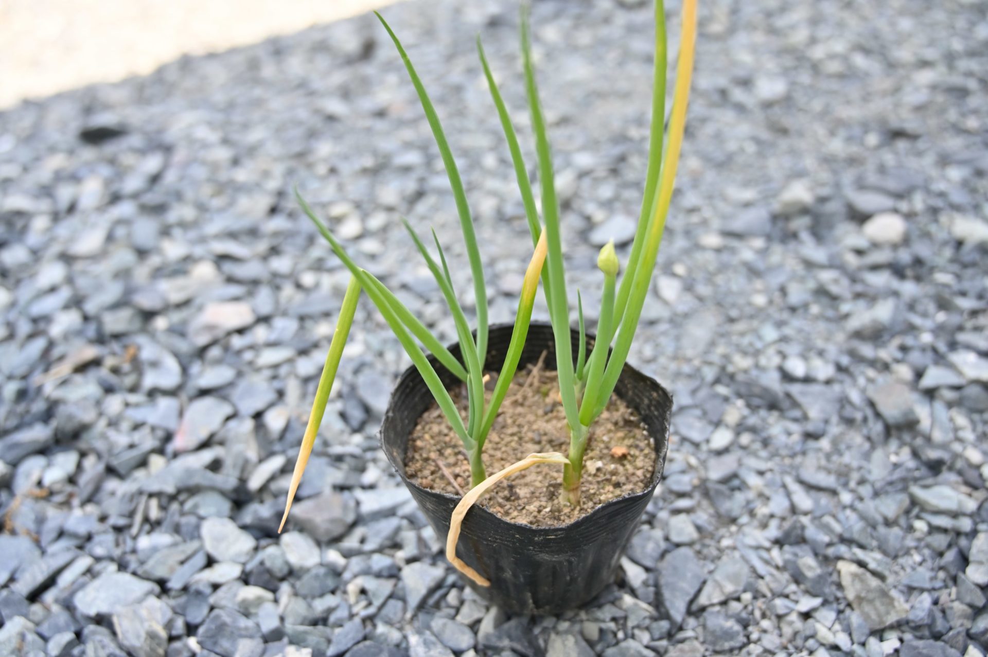 ポットに植えられているネギ