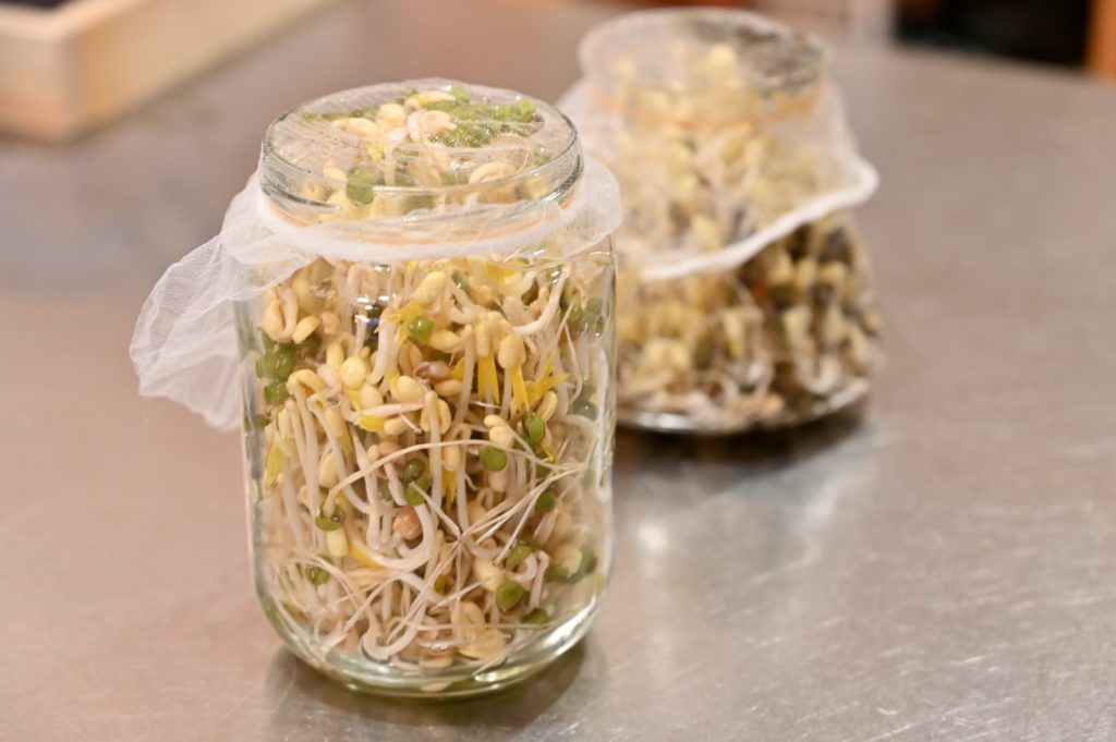 ガラス容器の中で育ったもやし