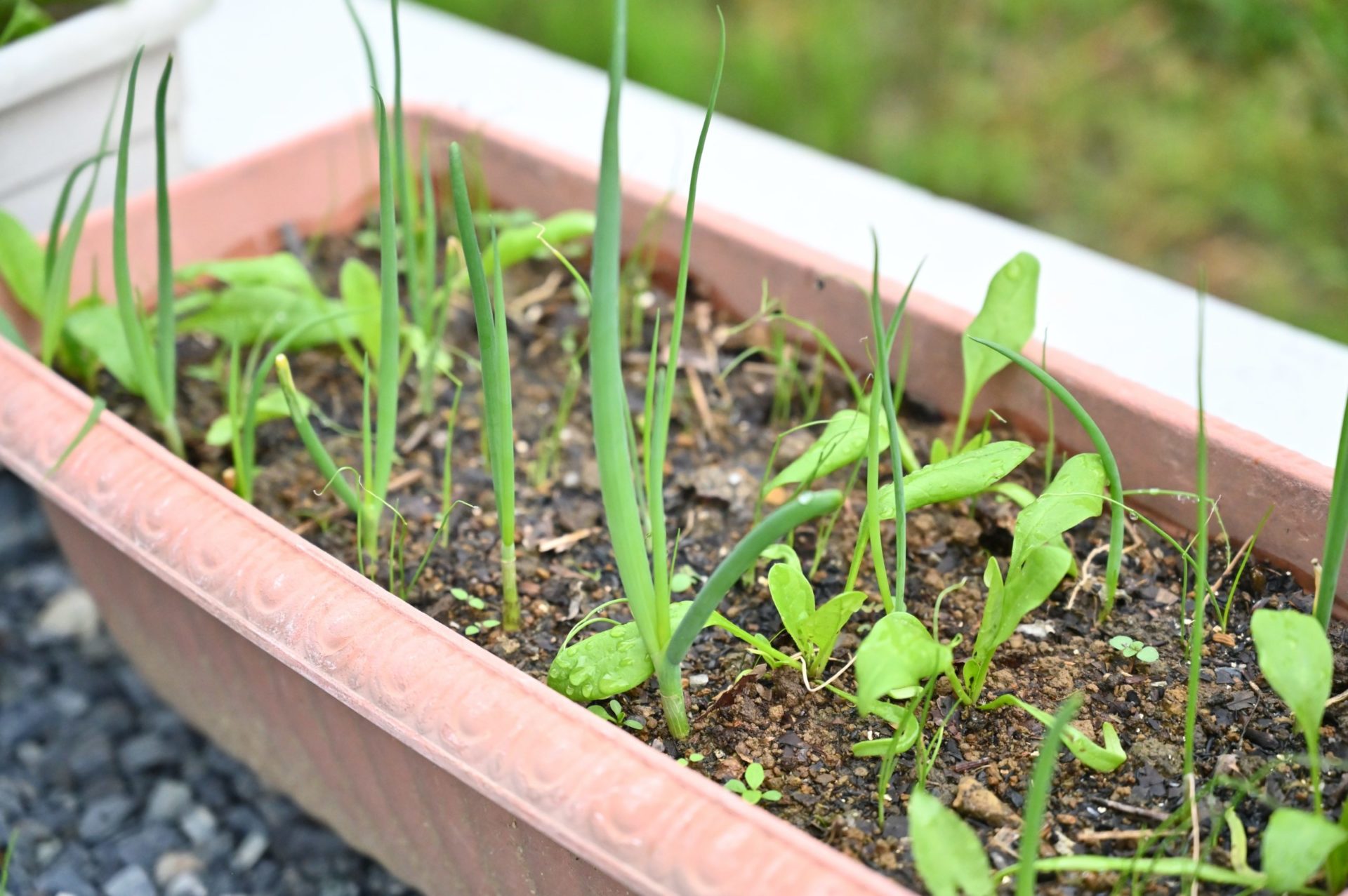 長方形プランターで育っているネギとほうれん草