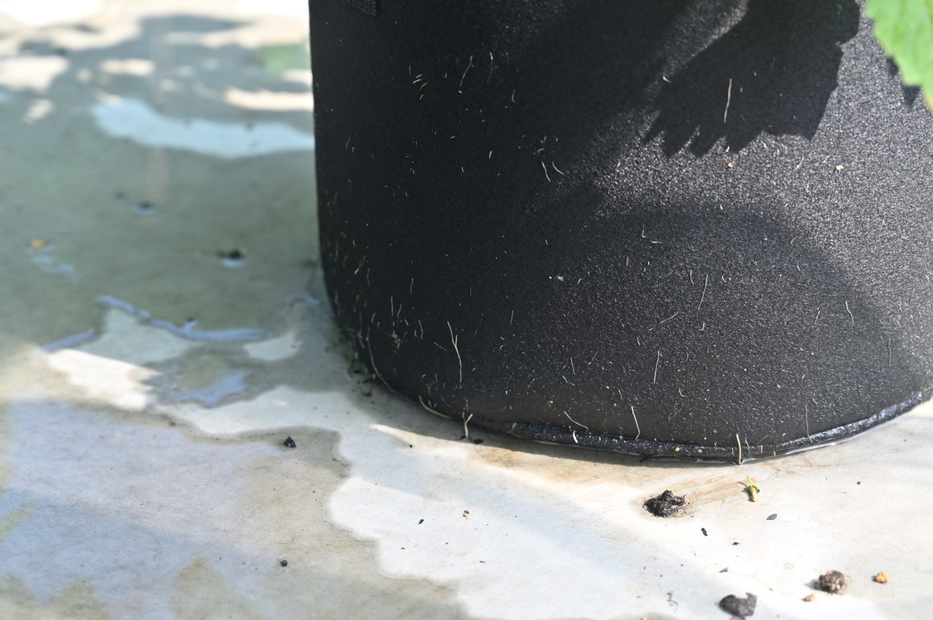 不織布プランターに根が貫通している