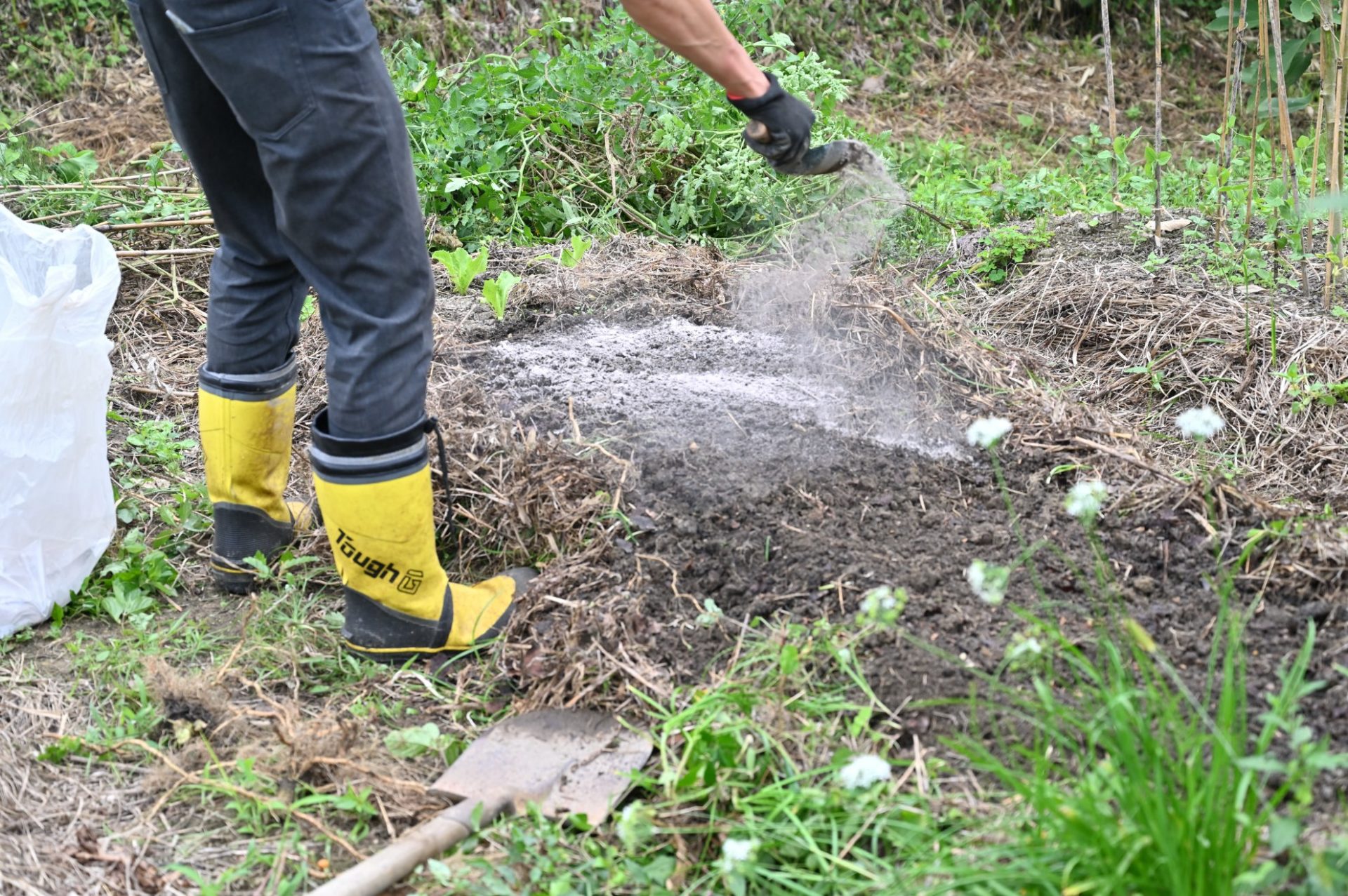 畑に灰をまいている