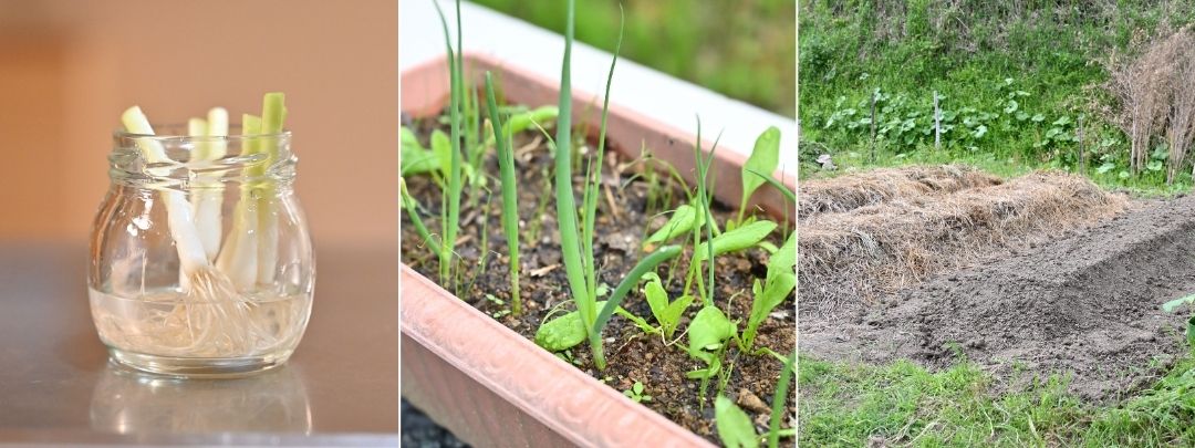 水耕栽培、プランター栽培、地植えの3パターンの栽培方法を並べた画像