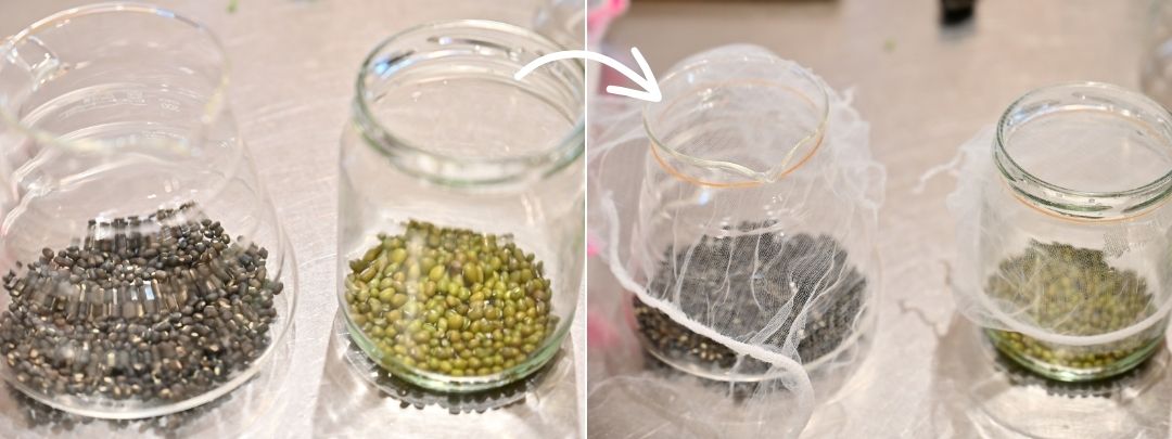 ガラス容器に入っているもやしの種と、それに上から水切りネットをかぶせた様子