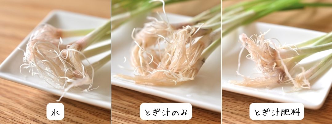 水耕栽培で育てた葉ネギ3種類の根っこ