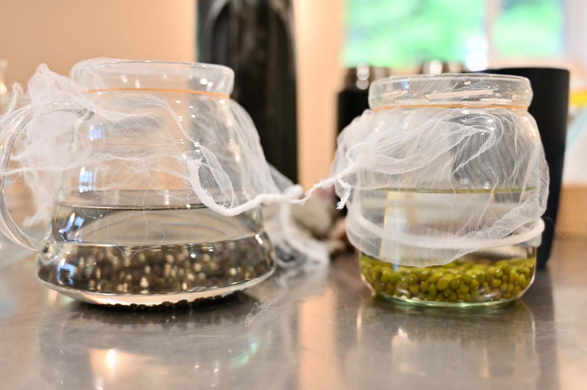 水につけたもやしの種2種類