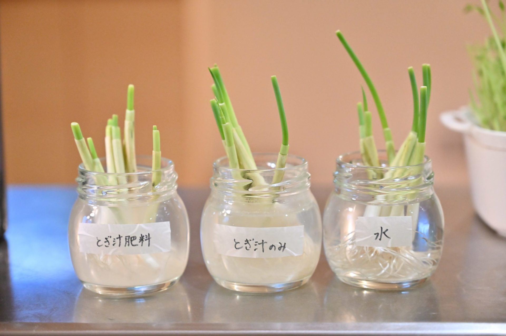 リボベジ中のネギ3種類を並べている