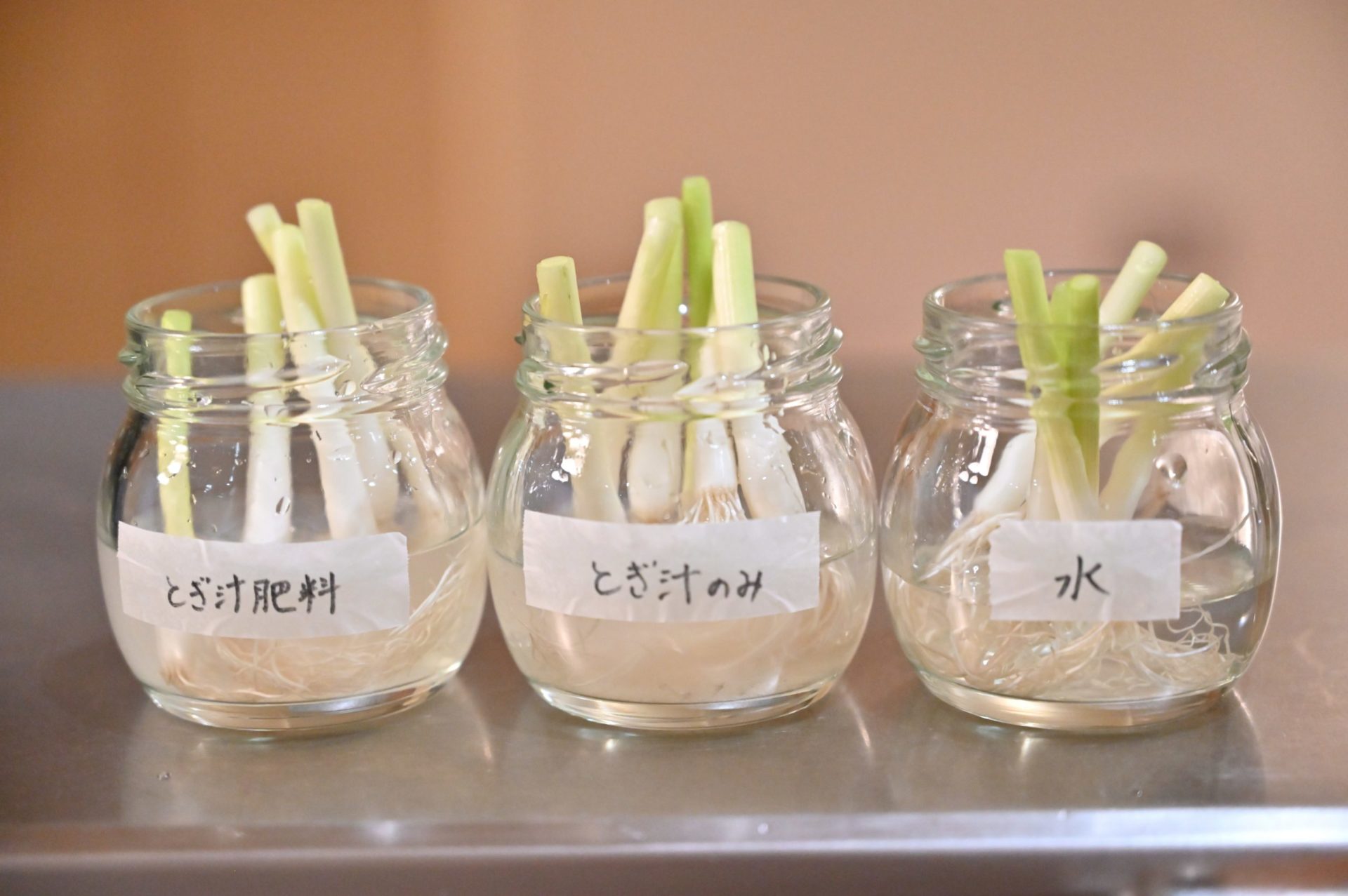 ネギの根っこを3種類の水に差している