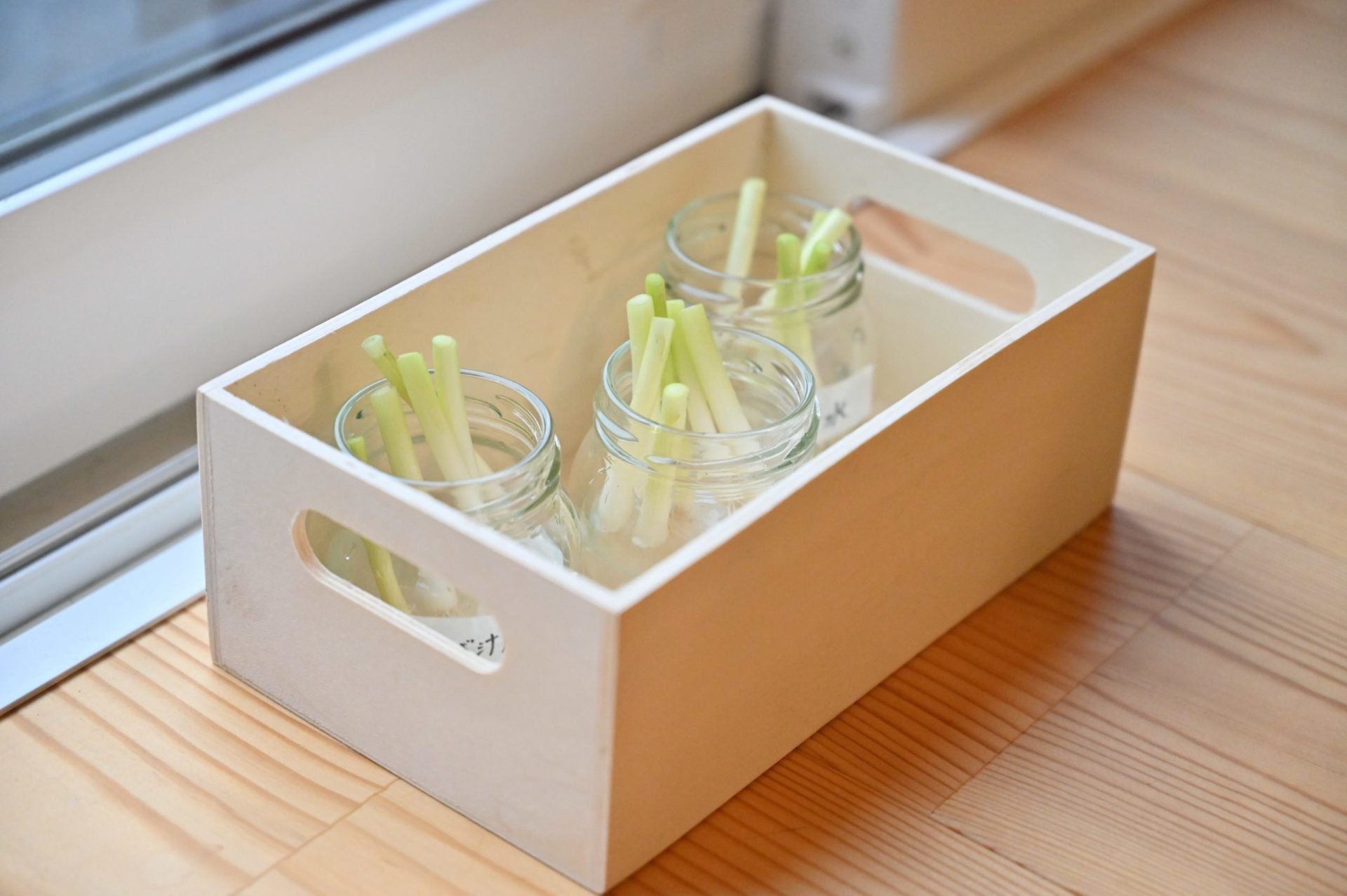 木箱に入れて窓際に置かれている水耕栽培のネギ