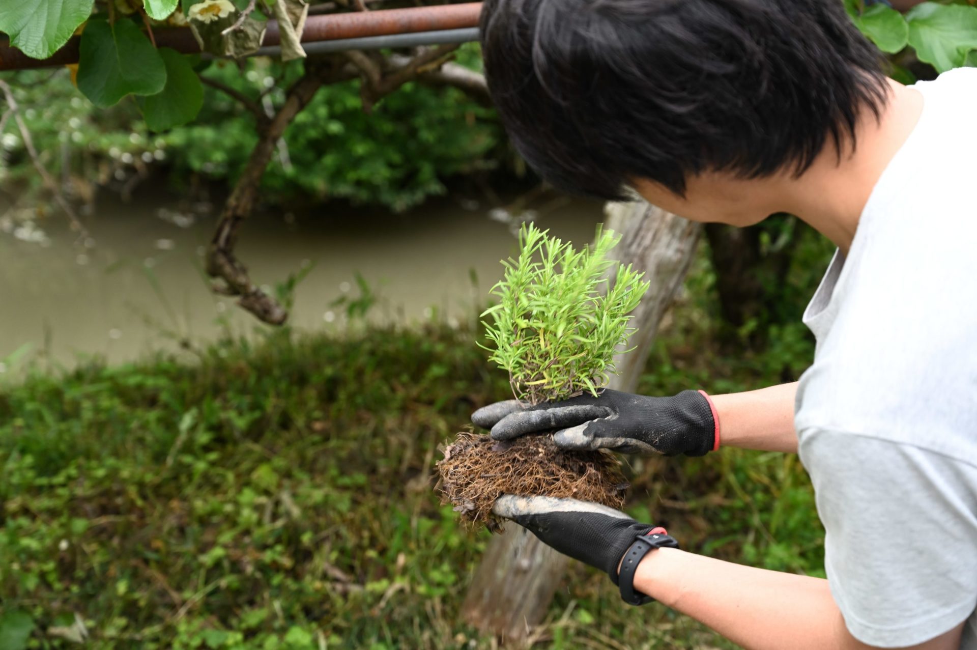 男性がローズマリーの根についた土を落としている