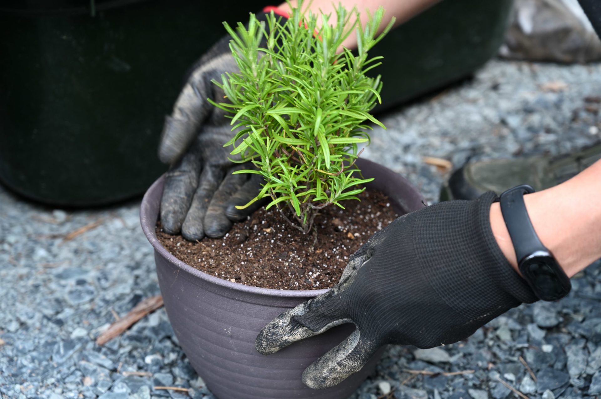 ローズマリーを植えた土を手で押さえている