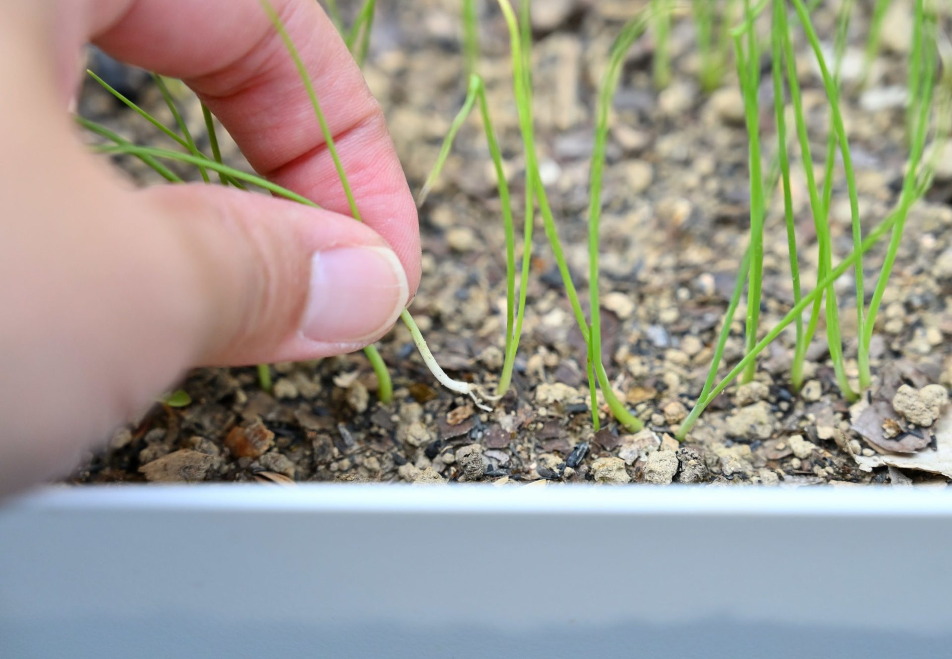 葉ネギを間引いている