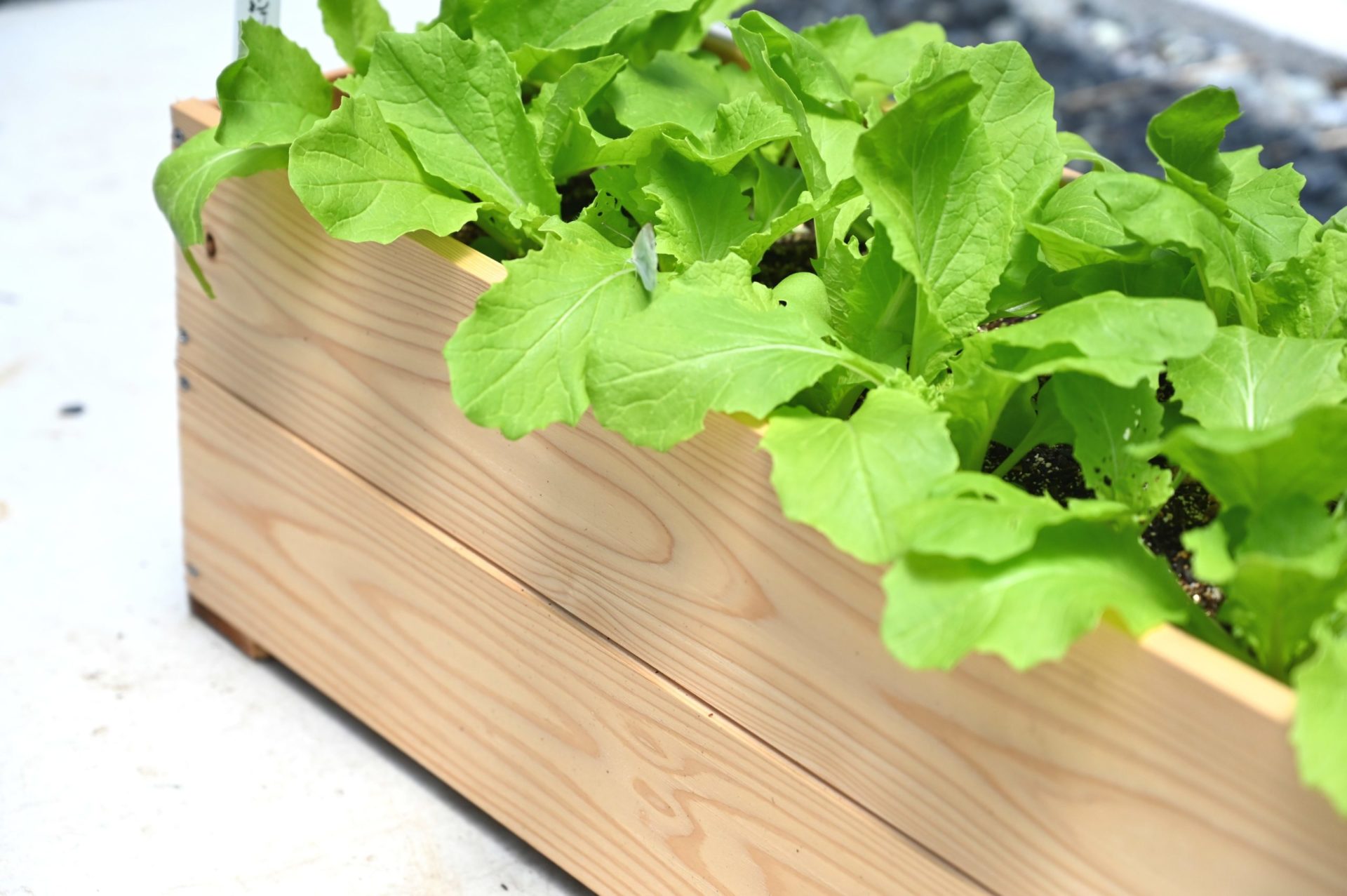 野菜を植えている木製プランター