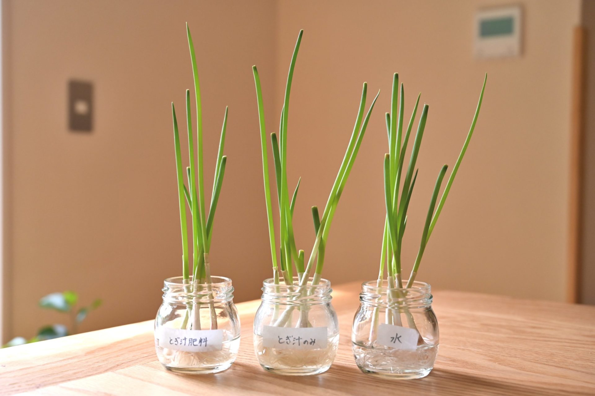 2週間水耕栽培して育った3種類の葉ネギ