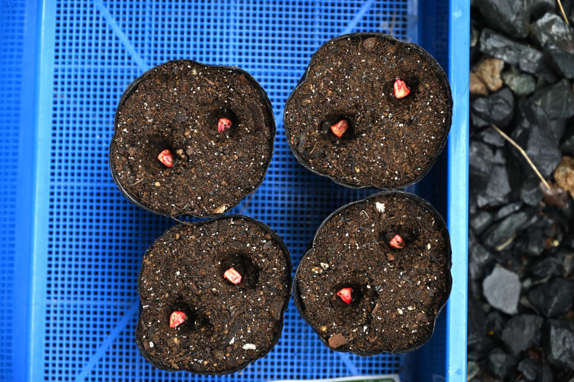 青トレイに並んだ4個の育苗ポット