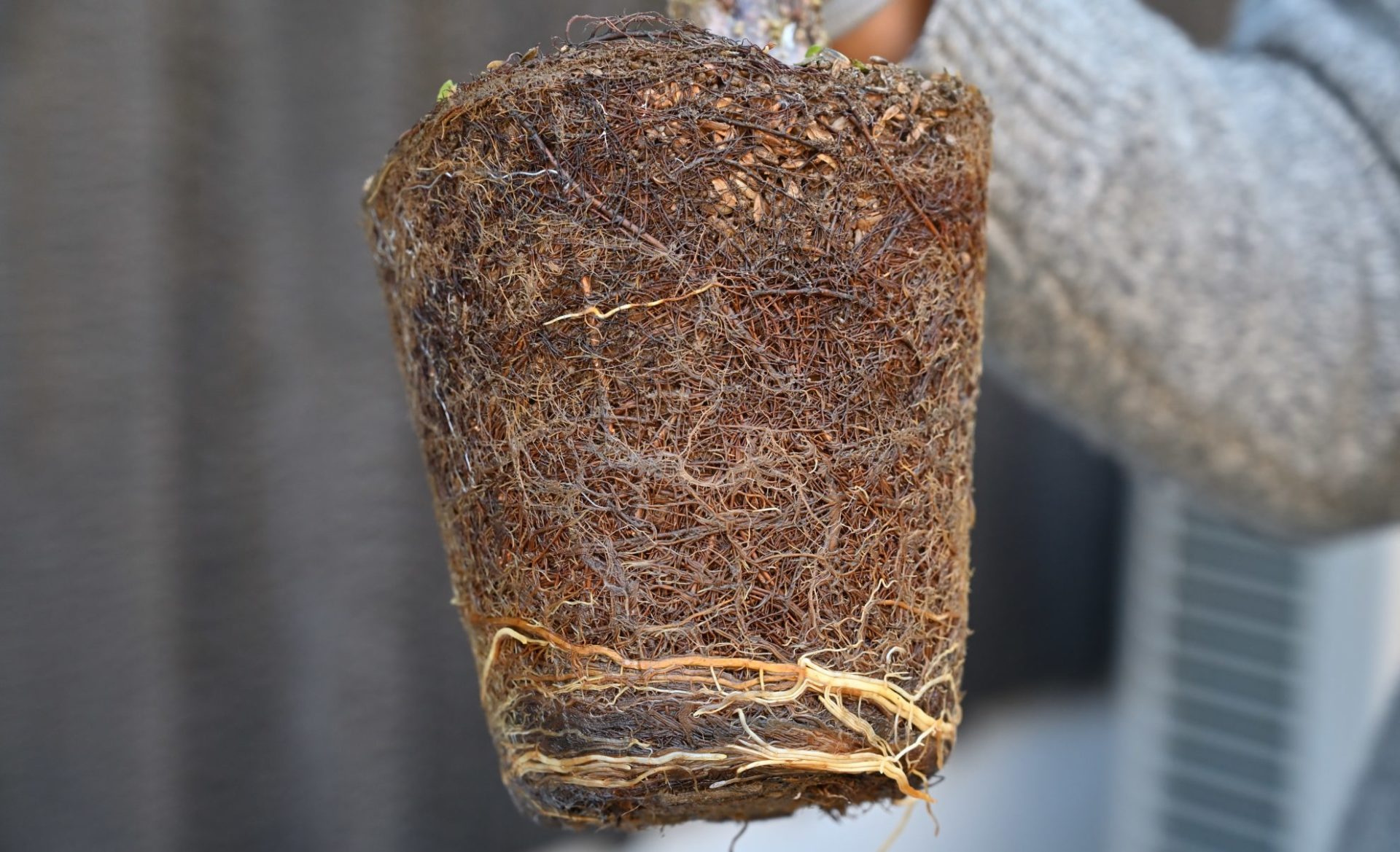 ポットから外したアンズの根