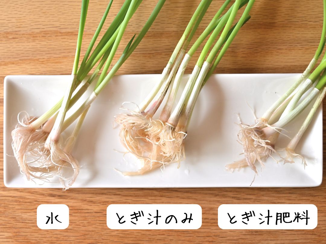 葉ネギの根を3種類に分けて並べている
