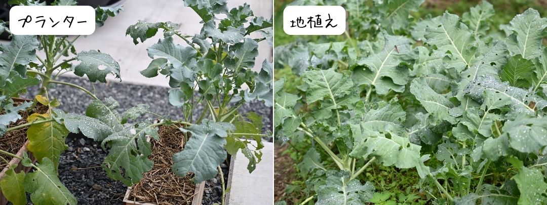 元気がないプランターブロッコリーと元気な地植えブロッコリー