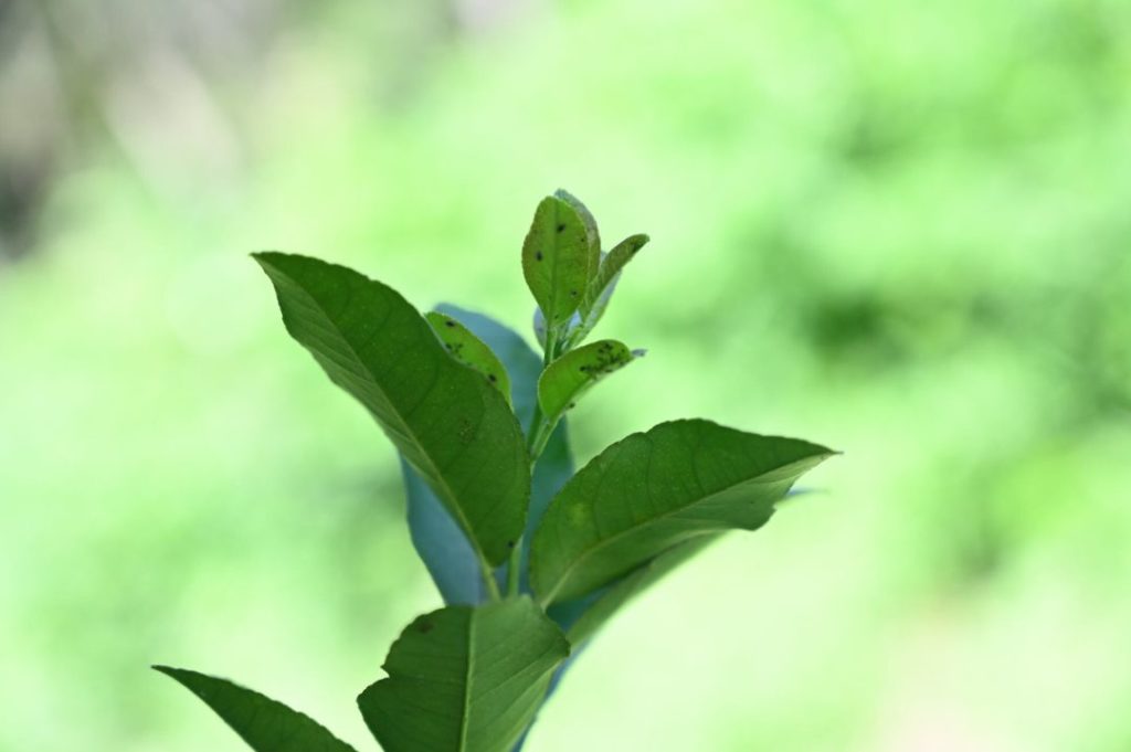 アブラムシがついているレモンの木