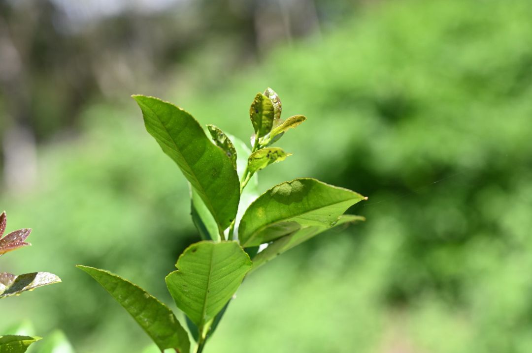 アブラムシがついているレモンの木