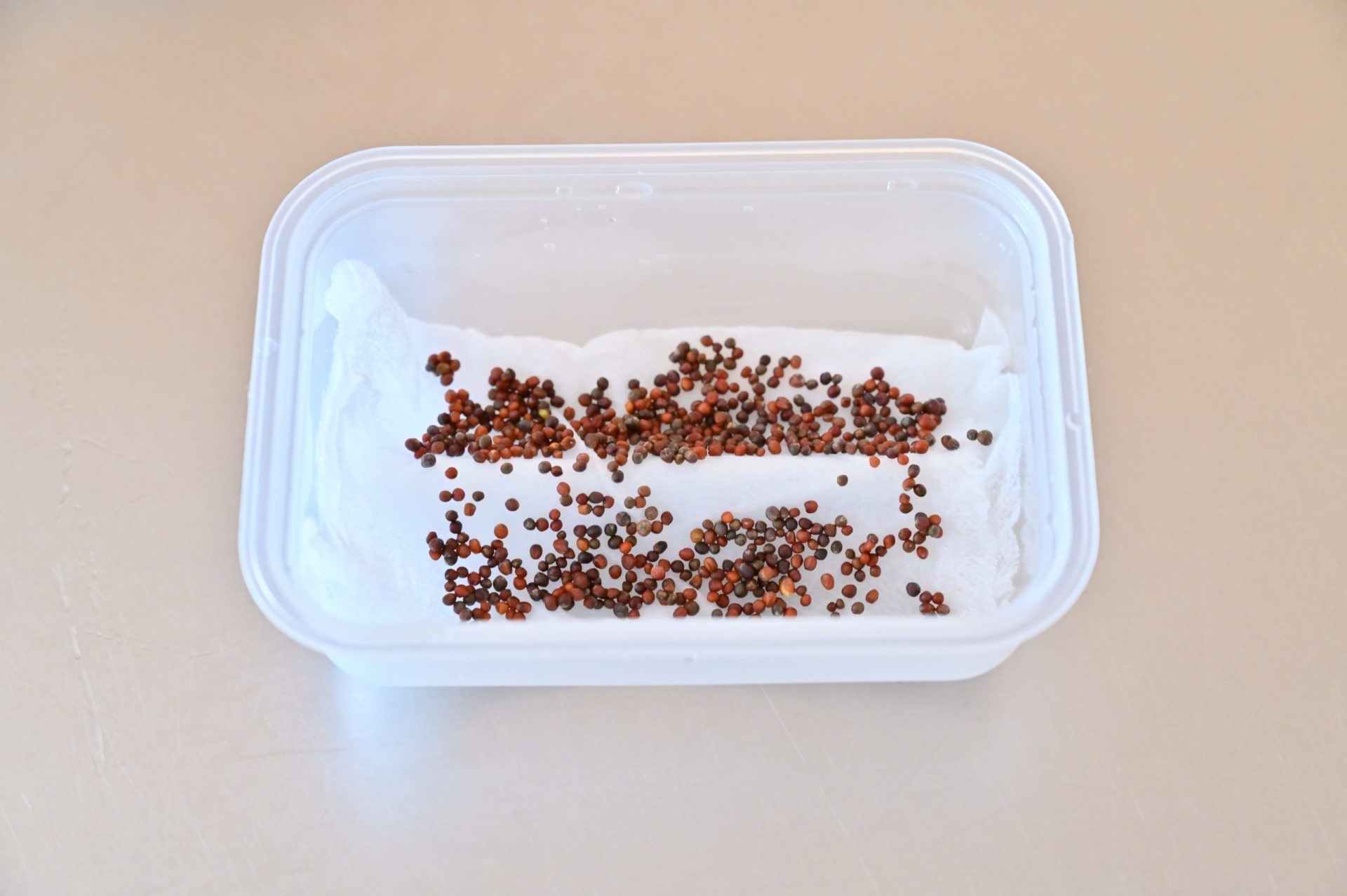 半透明の容器にキッチンペーパーを敷き、その上に種が置かれている