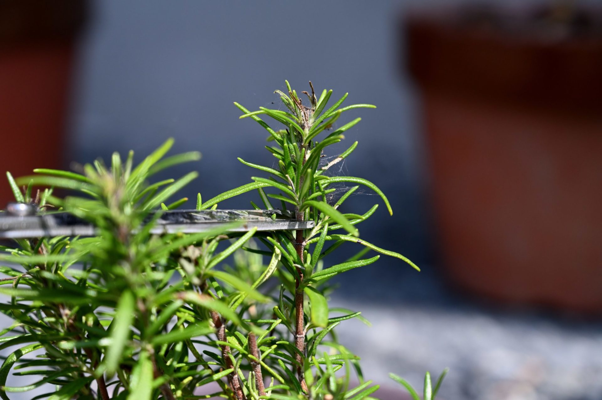 ローズマリーをハサミで切ろうとしている