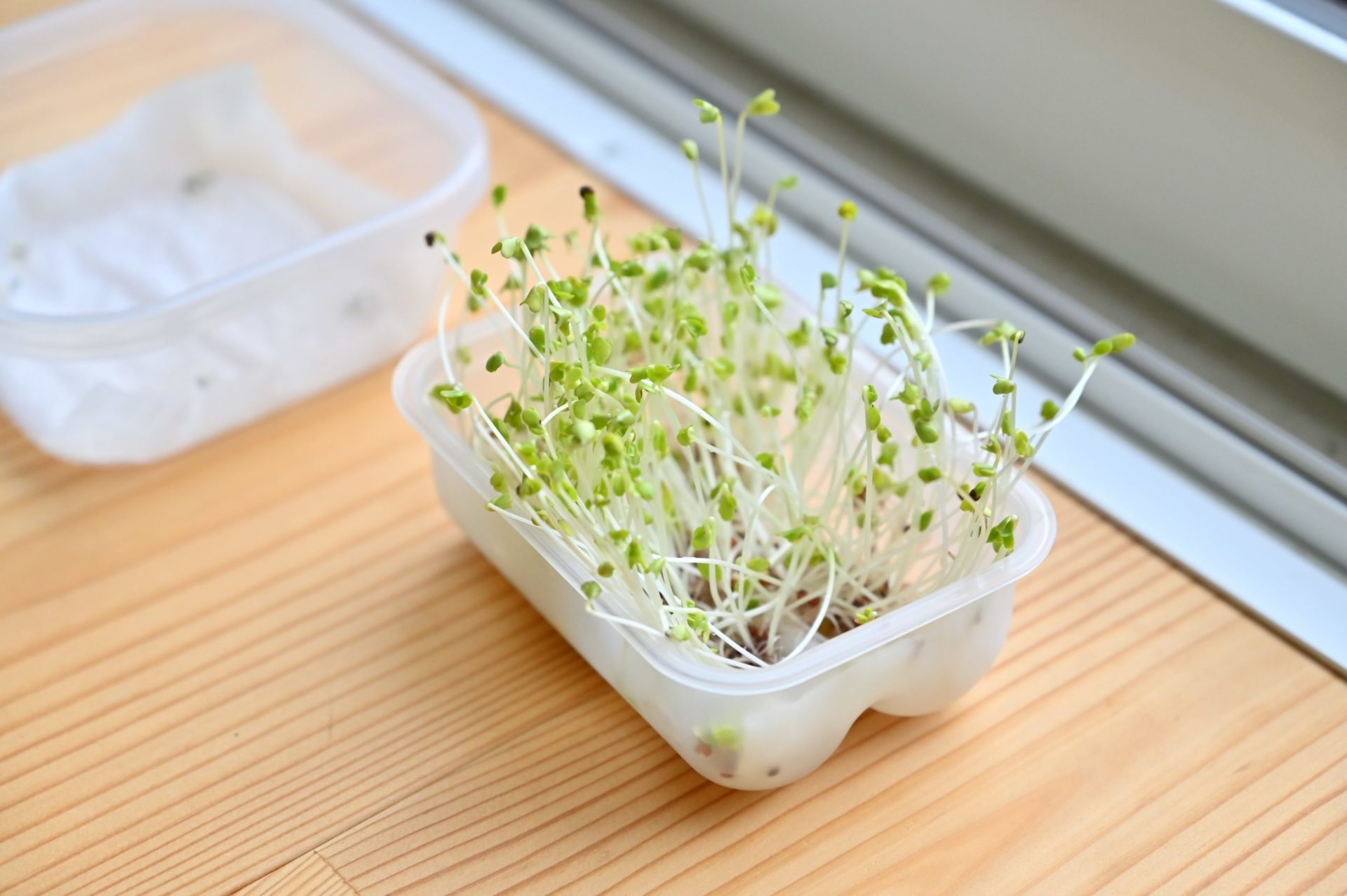 しっかり緑化する前のブロッコリースプラウト