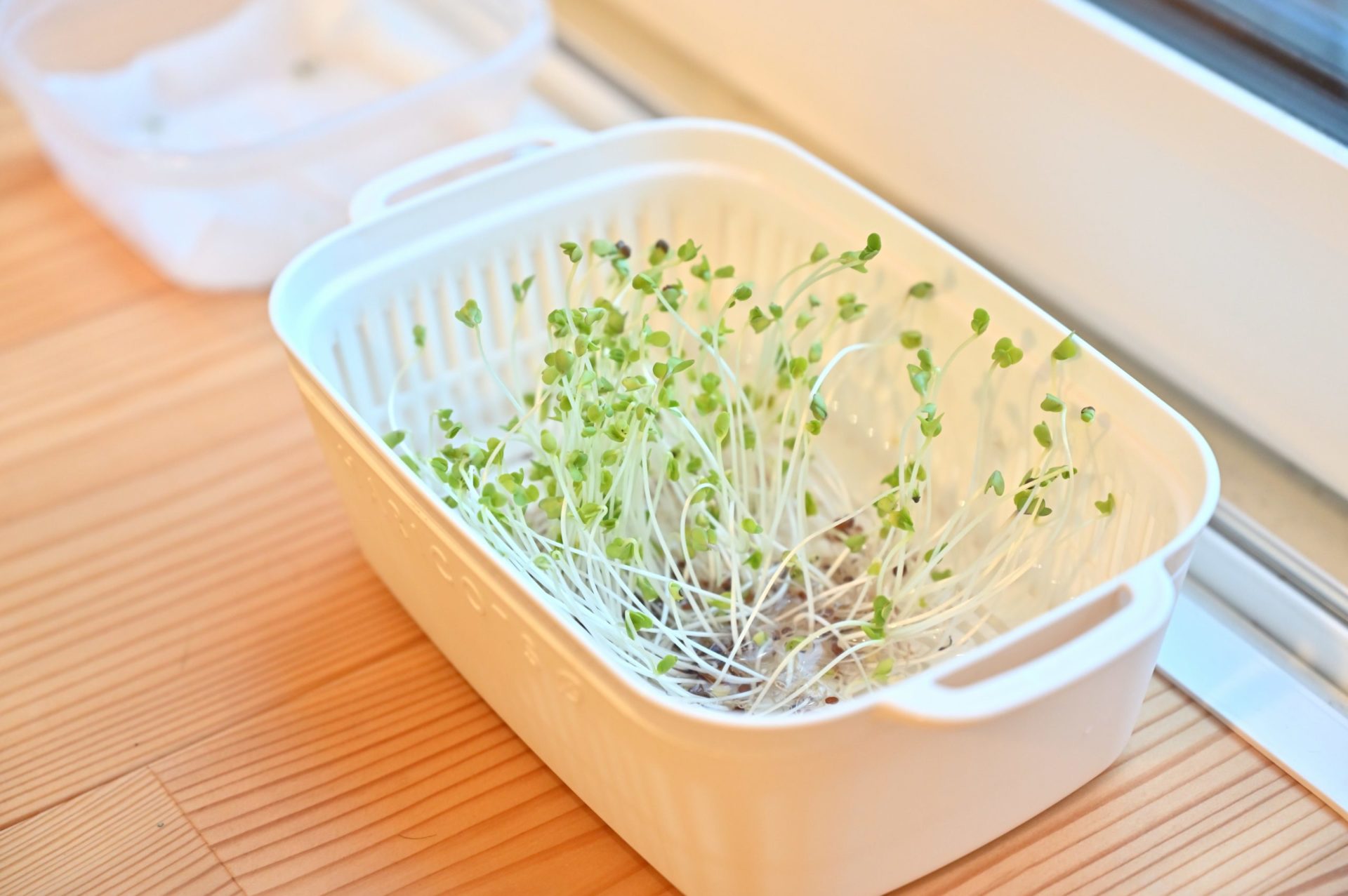 豆苗用の容器に入れたブロッコリースプラウト