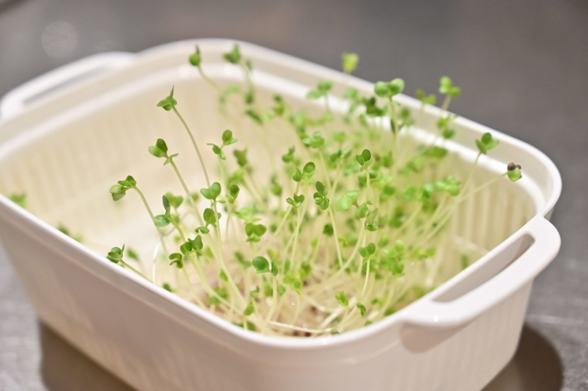 緑化したブロッコリースプラウト