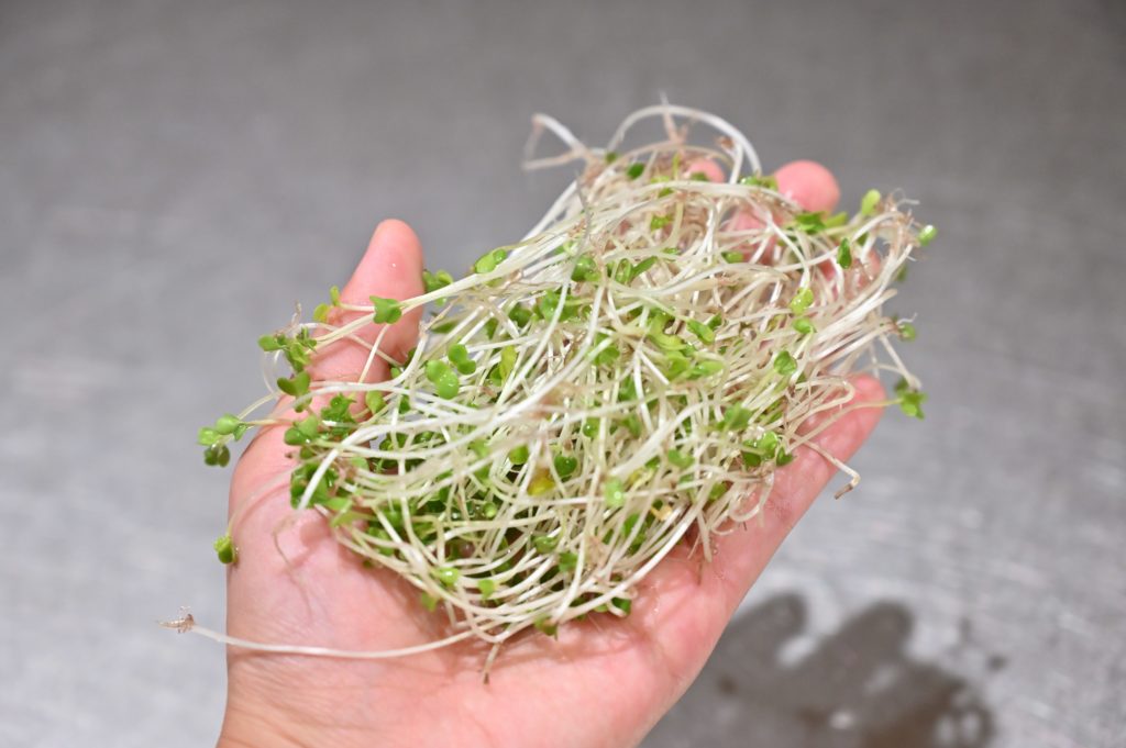 手にブロッコリースプラウトを持っている