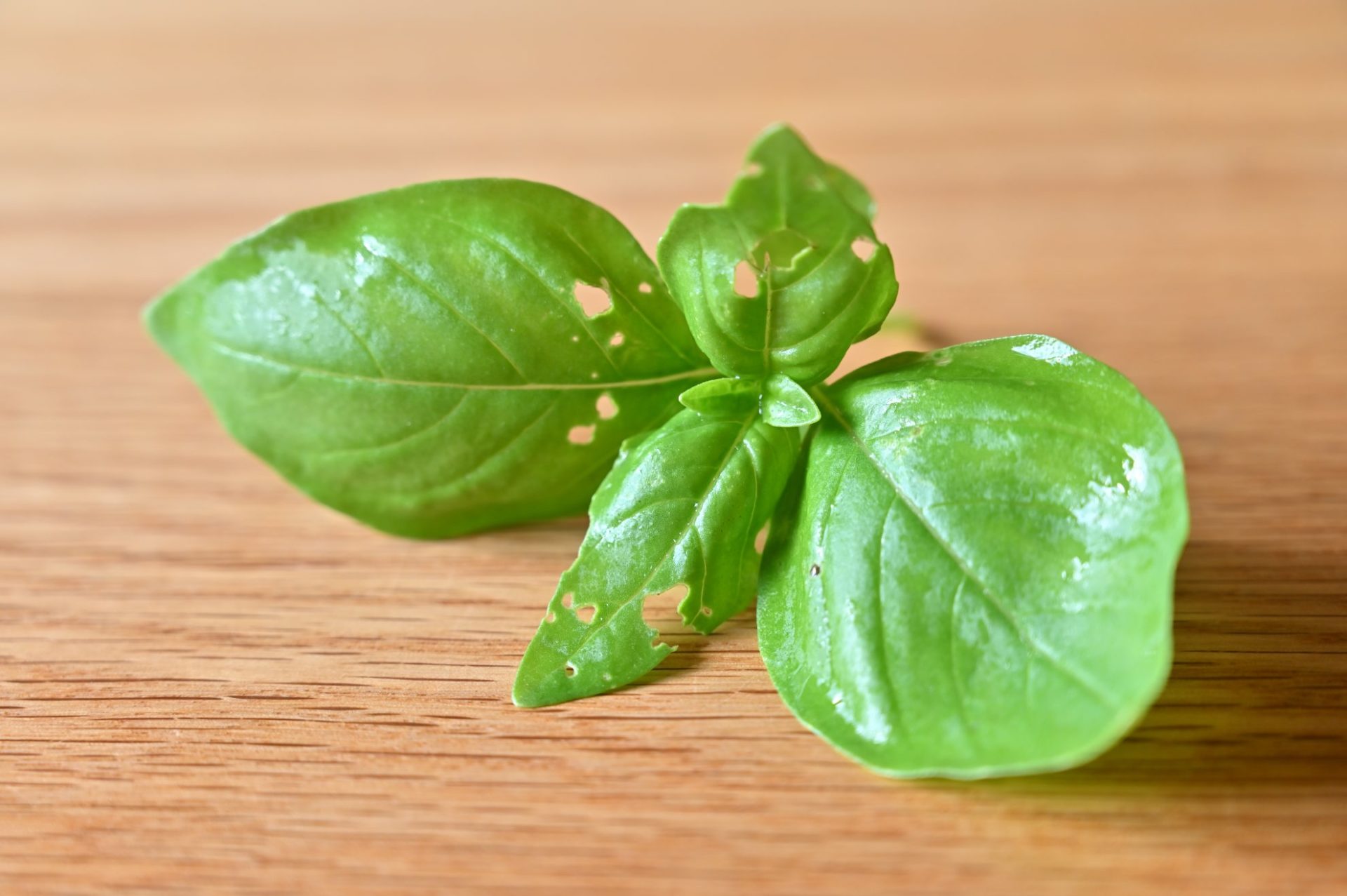 虫食いにあったバジル