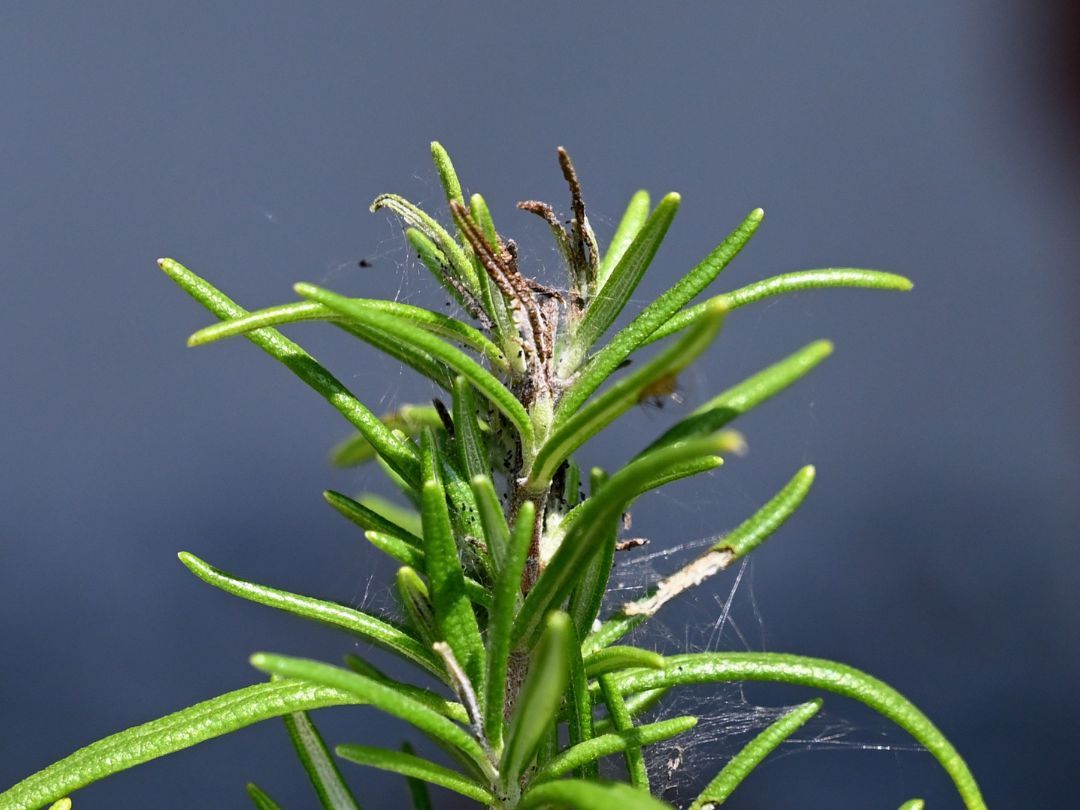 糸が張り巡らされているローズマリー