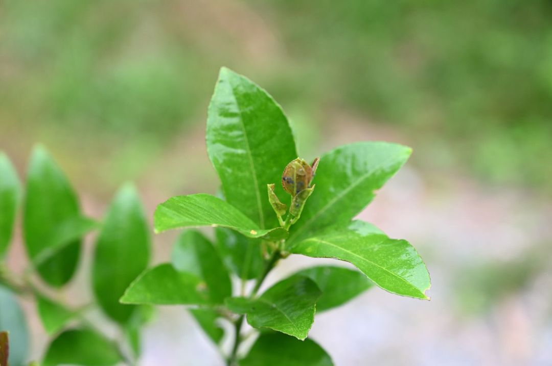 アブラムシがついているレモンの木に酢水をかけた