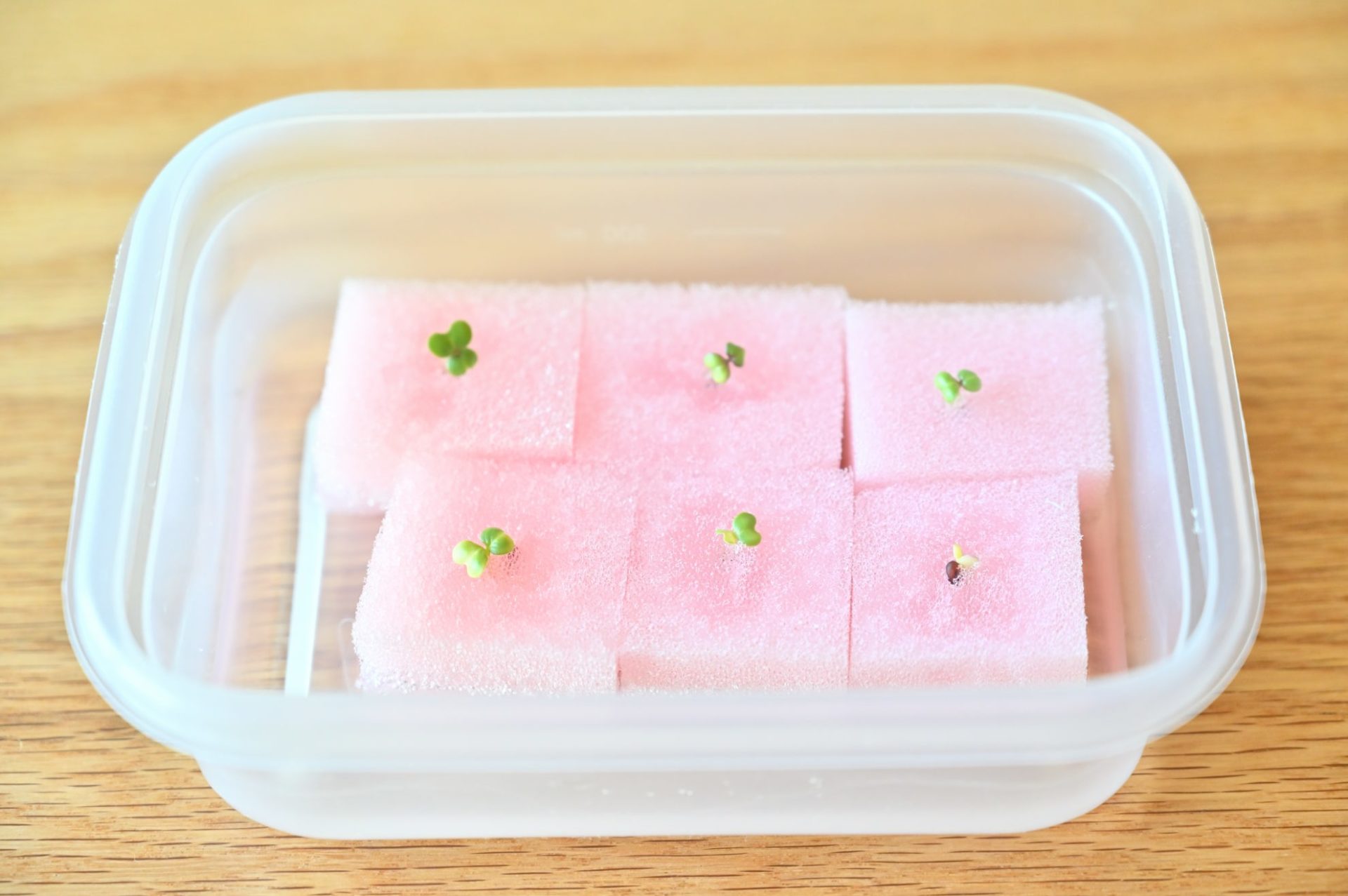 芽が出た水耕栽培の小松菜