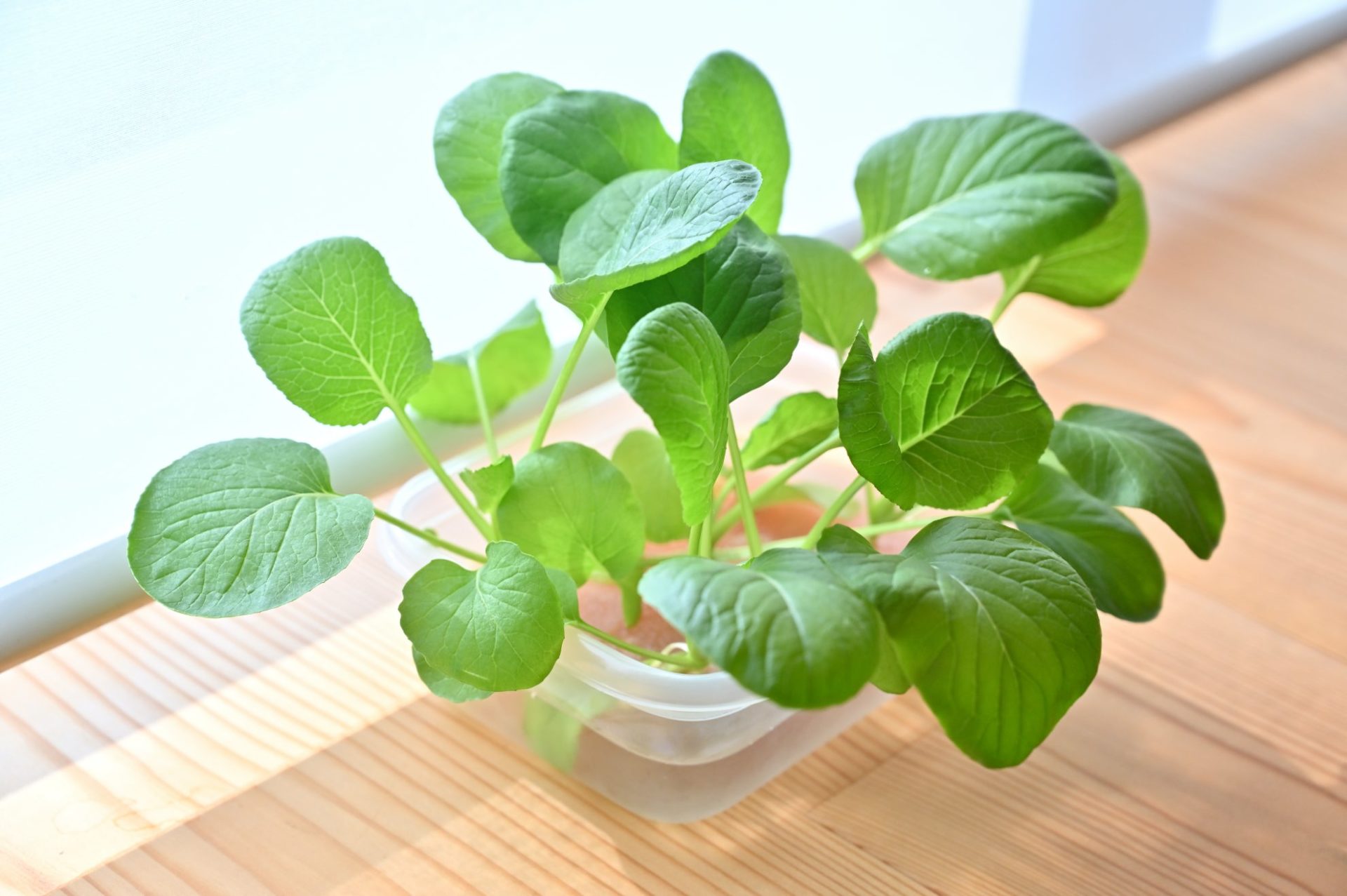 日を浴びている水耕栽培の小松菜