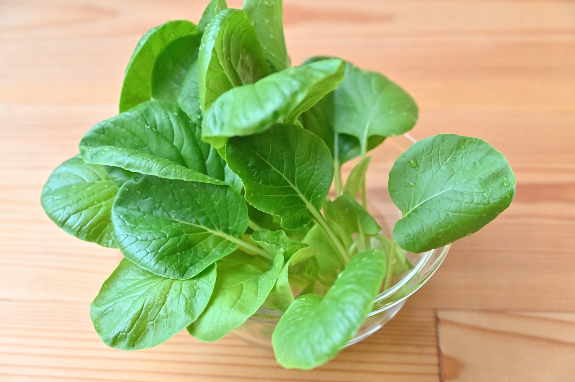 収穫した早生こまつな