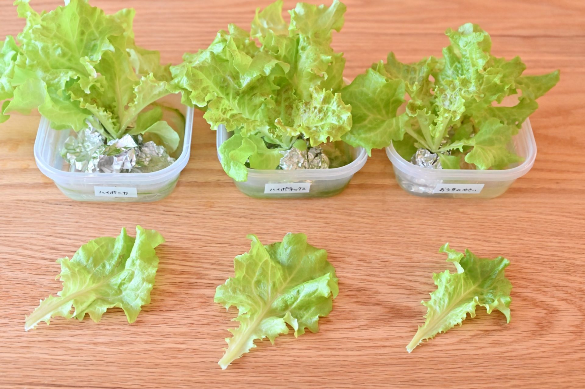 3種類の液肥で育てたサニーレタスを並べている