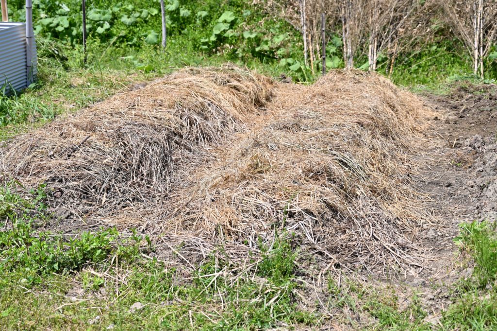 畝の上にたくさんの枯葉がのっている