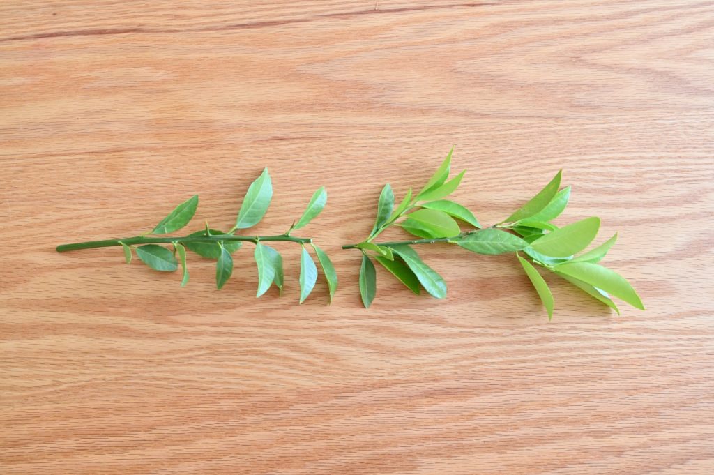 木のテーブルに置かれた1本の枝