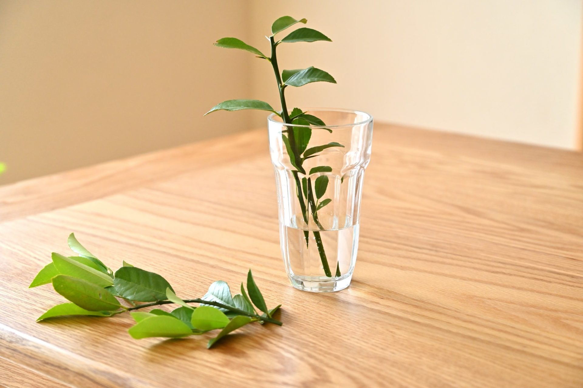 挿し木用のレモンを水につけている