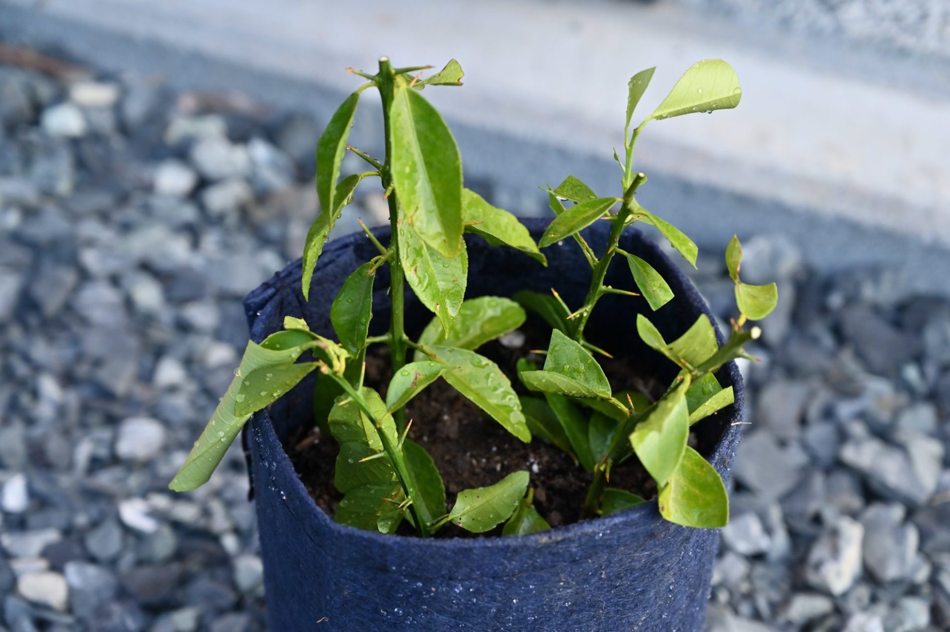 少し元気がないレモンの挿し木