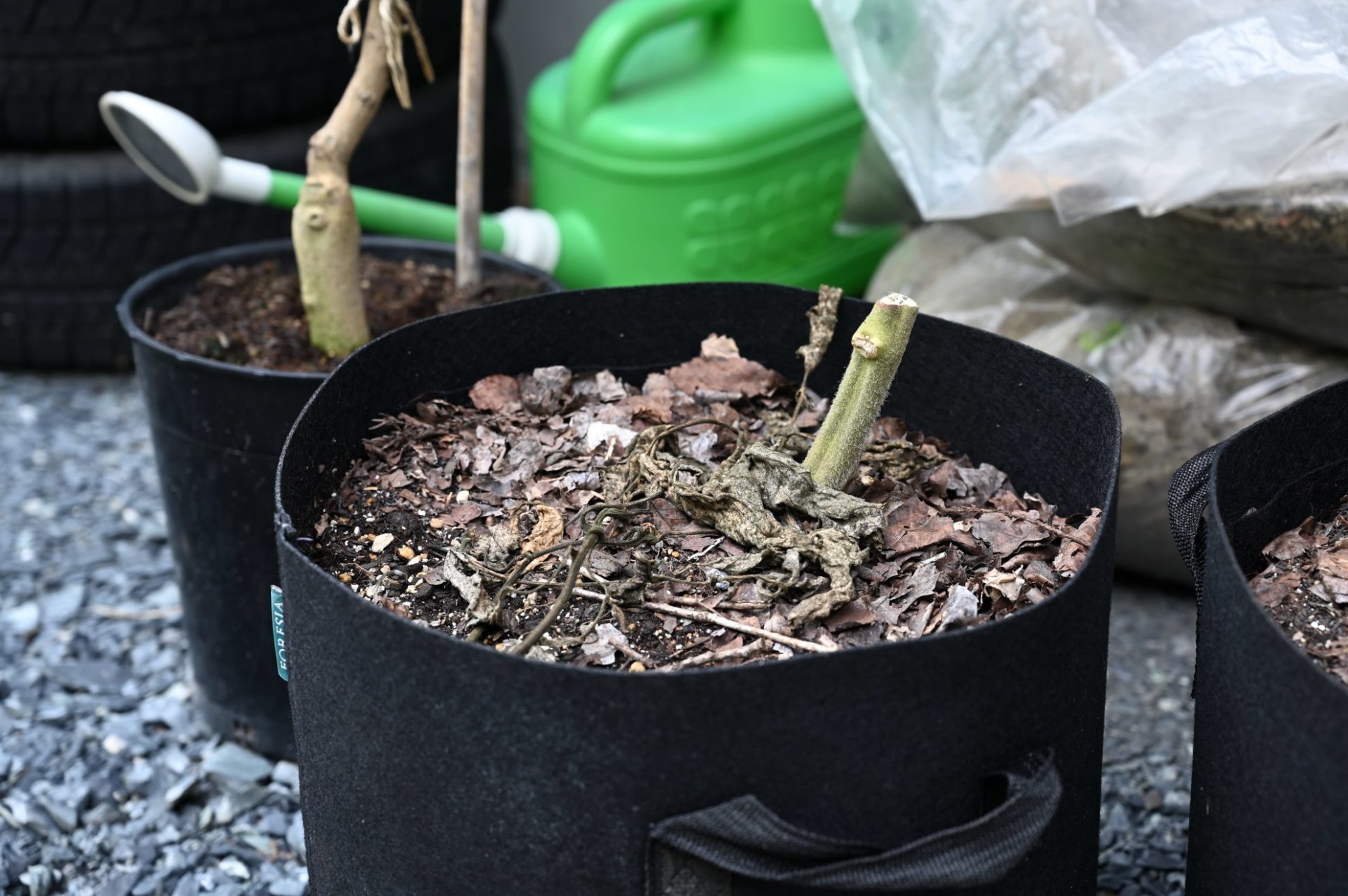 不織布プランターに古い土が入っている